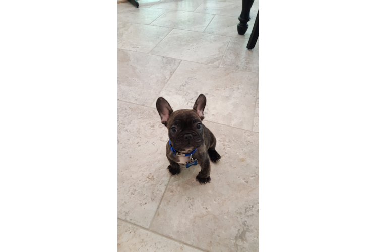 Best French Bulldog Baby