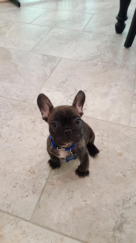 Petite French Bulldog Pup in Fredericksburg VA