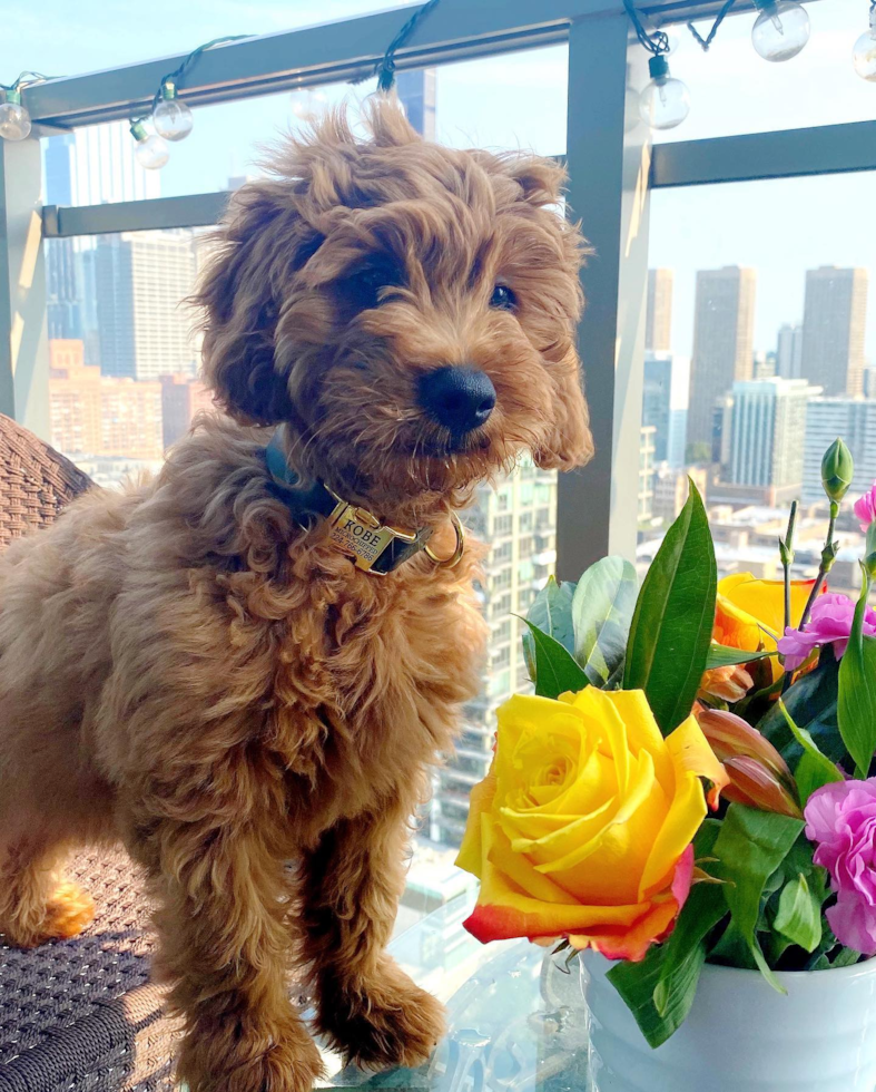 Energetic Golden Retriever Poodle Mix Pup