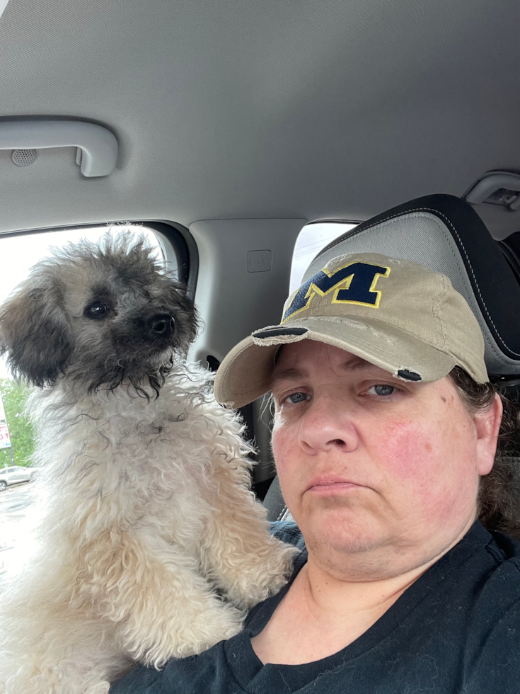 Smart Poochon Poodle Mix Pup