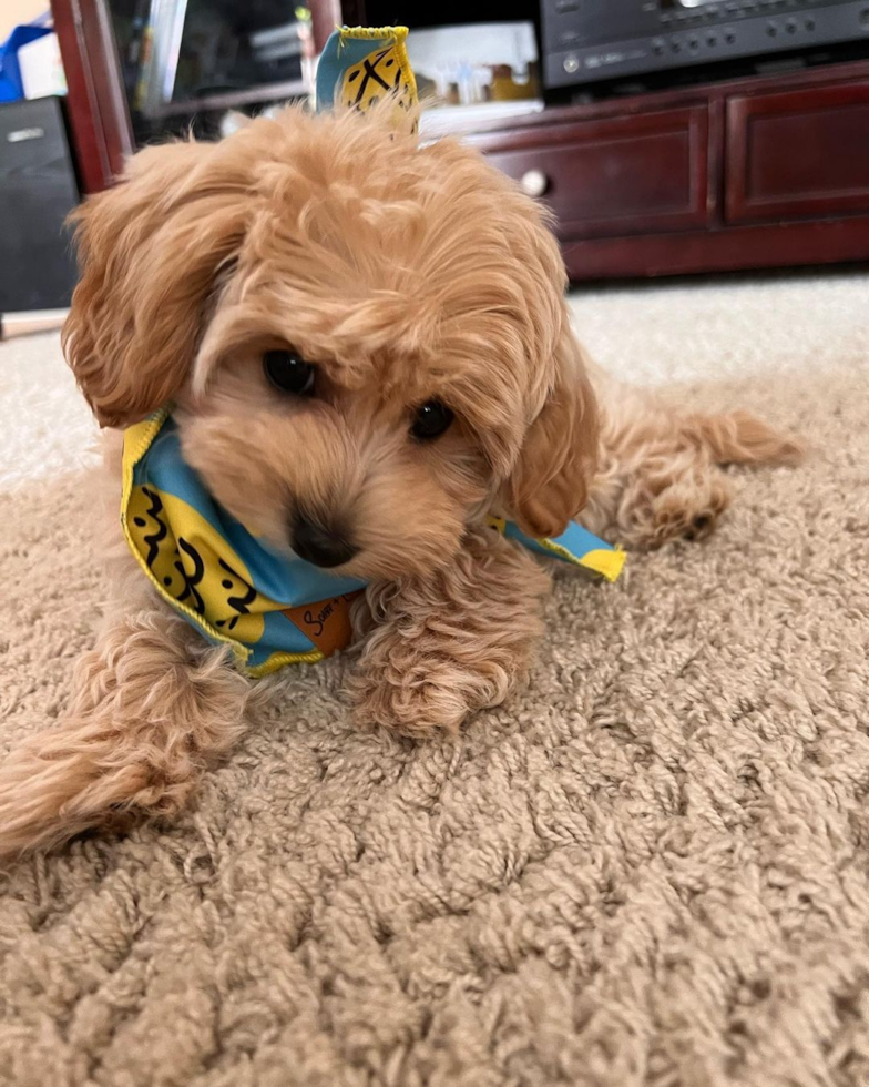 Petite Maltipoo Poodle Mix Pup