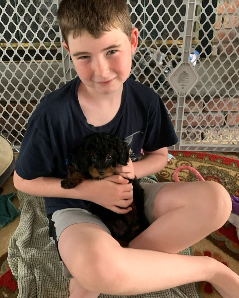 Happy Mini Bernedoodle Pup in Islip Terrace NY