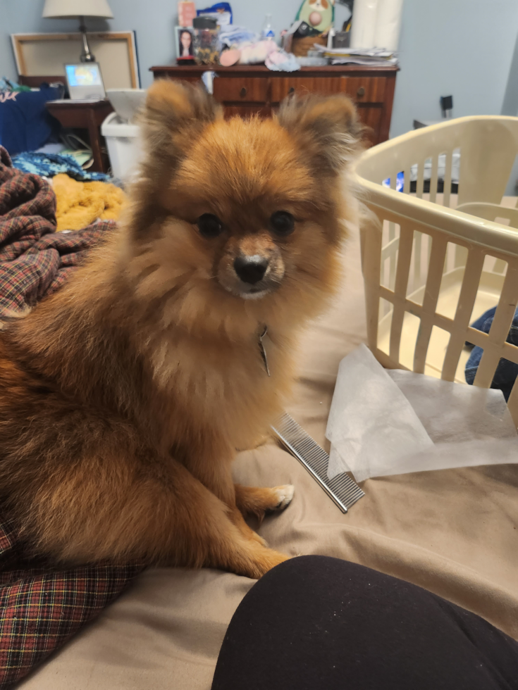 Energetic Pomeranian Purebred Pup