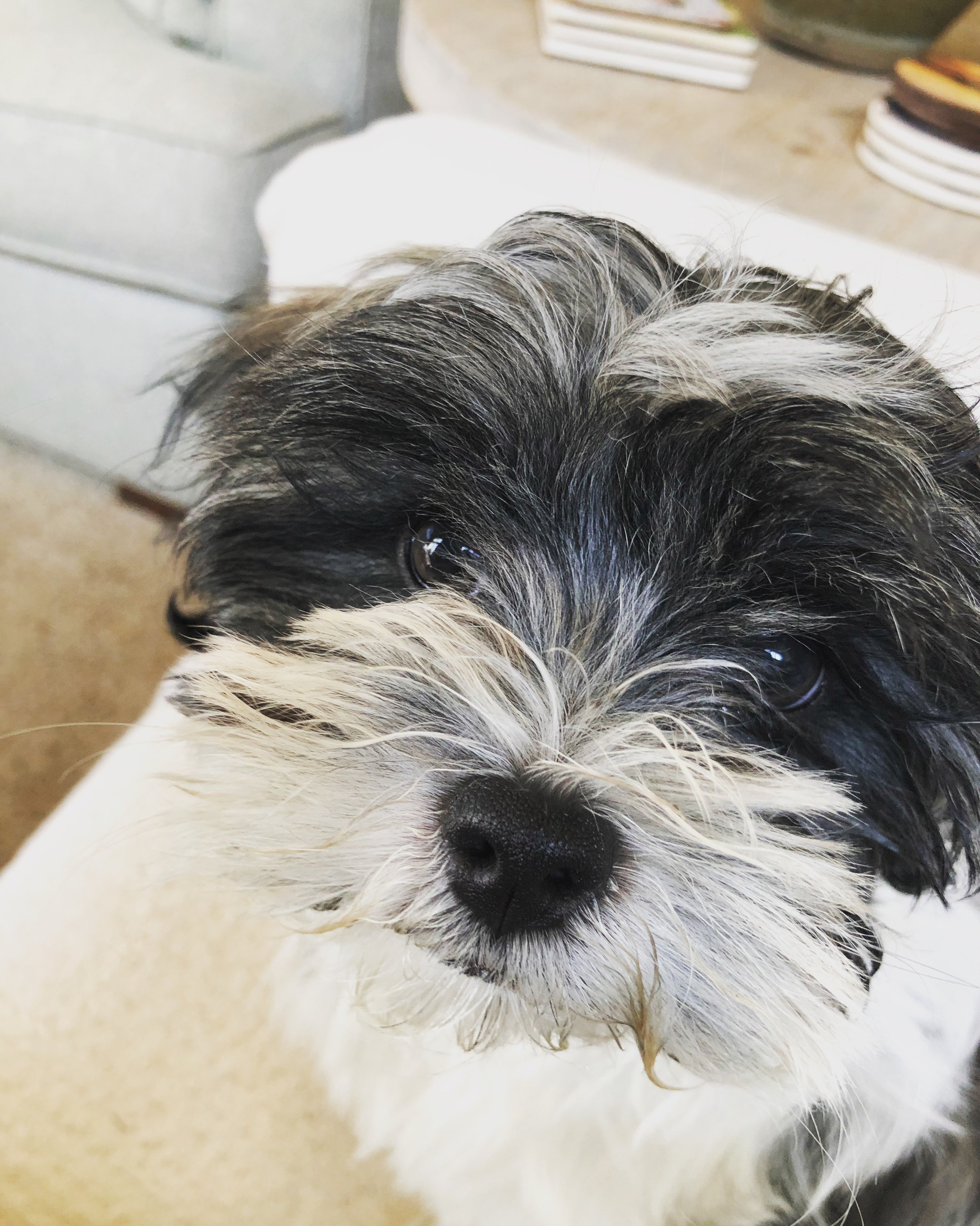Teddy Bear Puppy for Adoption