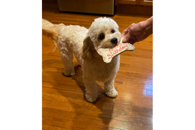 Cavapoo Puppy for Adoption