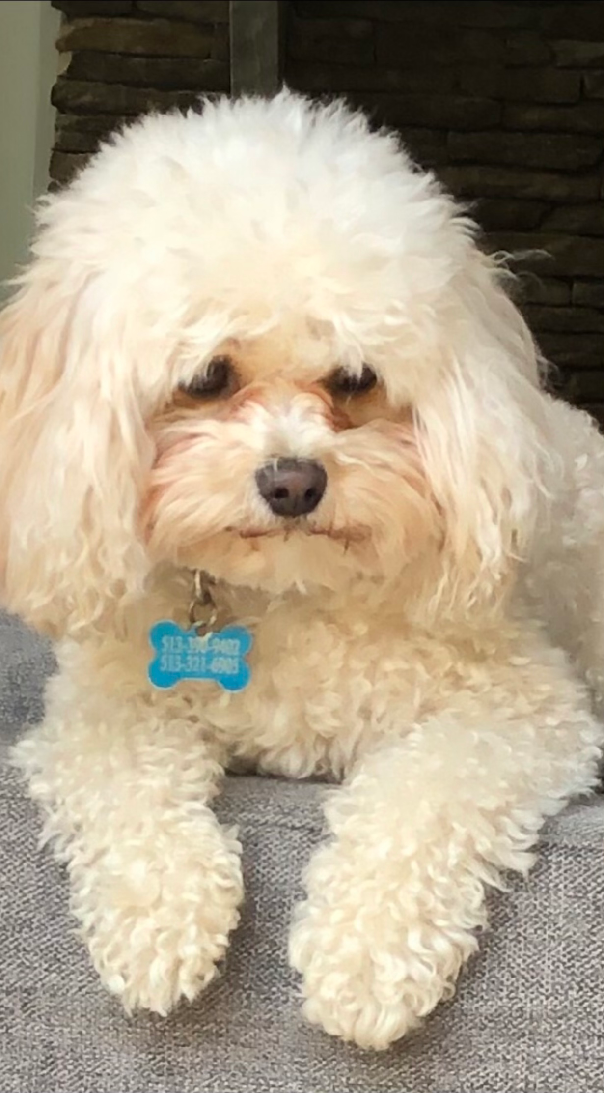 Happy Cavachon Baby