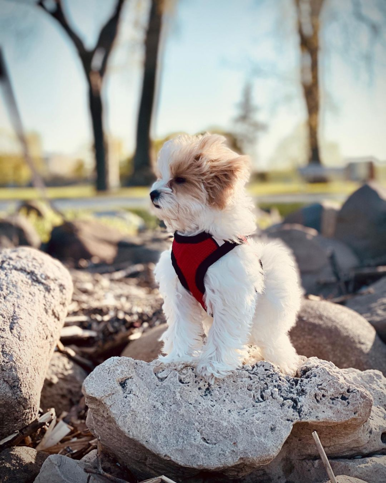 Smart Maltipoo Poodle Mix Pup