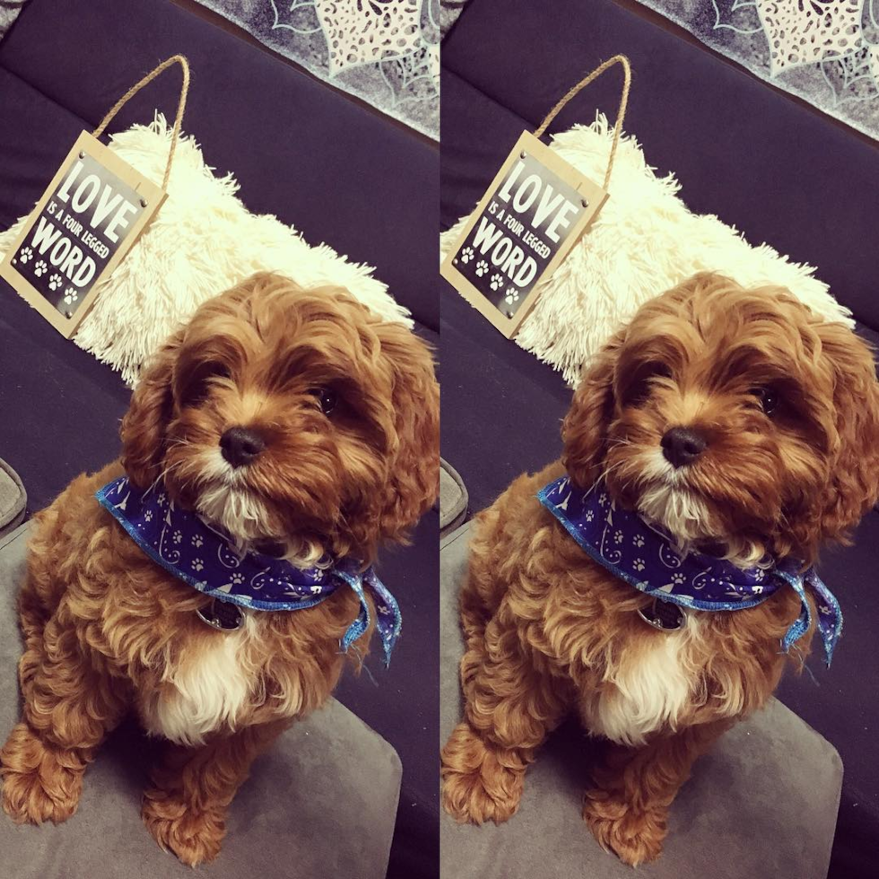 Albuquerque Cavapoo Pup