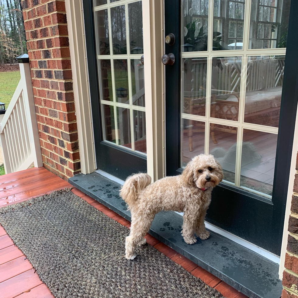 Cute Cavapoo Pup in Mechanicsville VA