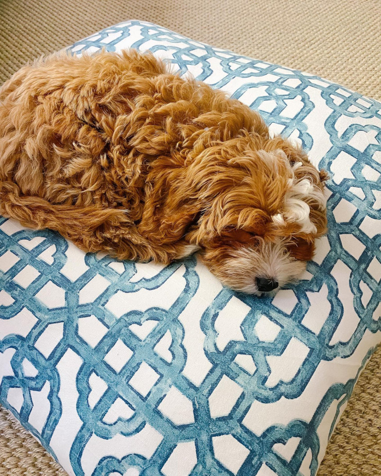 Cute Cavapoo Pup