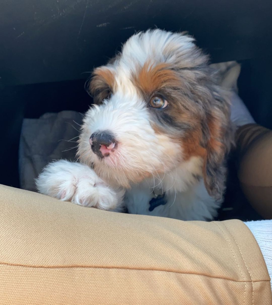 Happy Mini Bernedoodle Pup in Sarasota FL