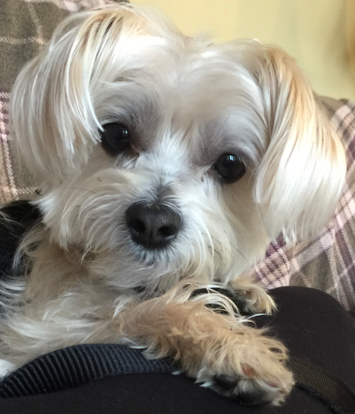 Morkie Puppy for Adoption