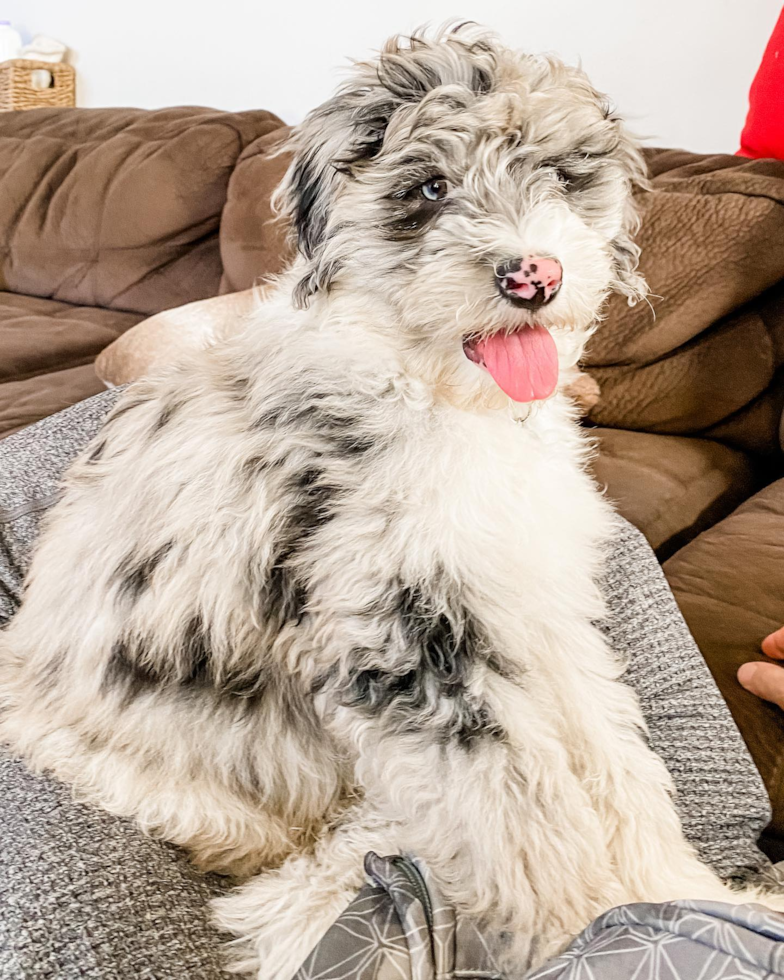 Costa Mesa Mini Sheepadoodle Pup