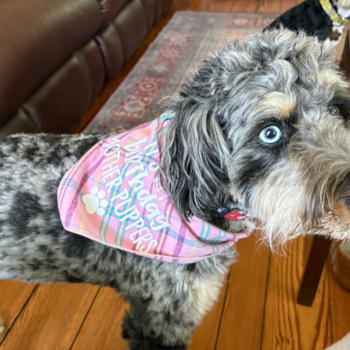 Mini Bernedoodle Being Cute