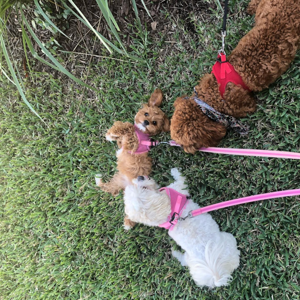 Funny Cavapoo Poodle Mix Pup