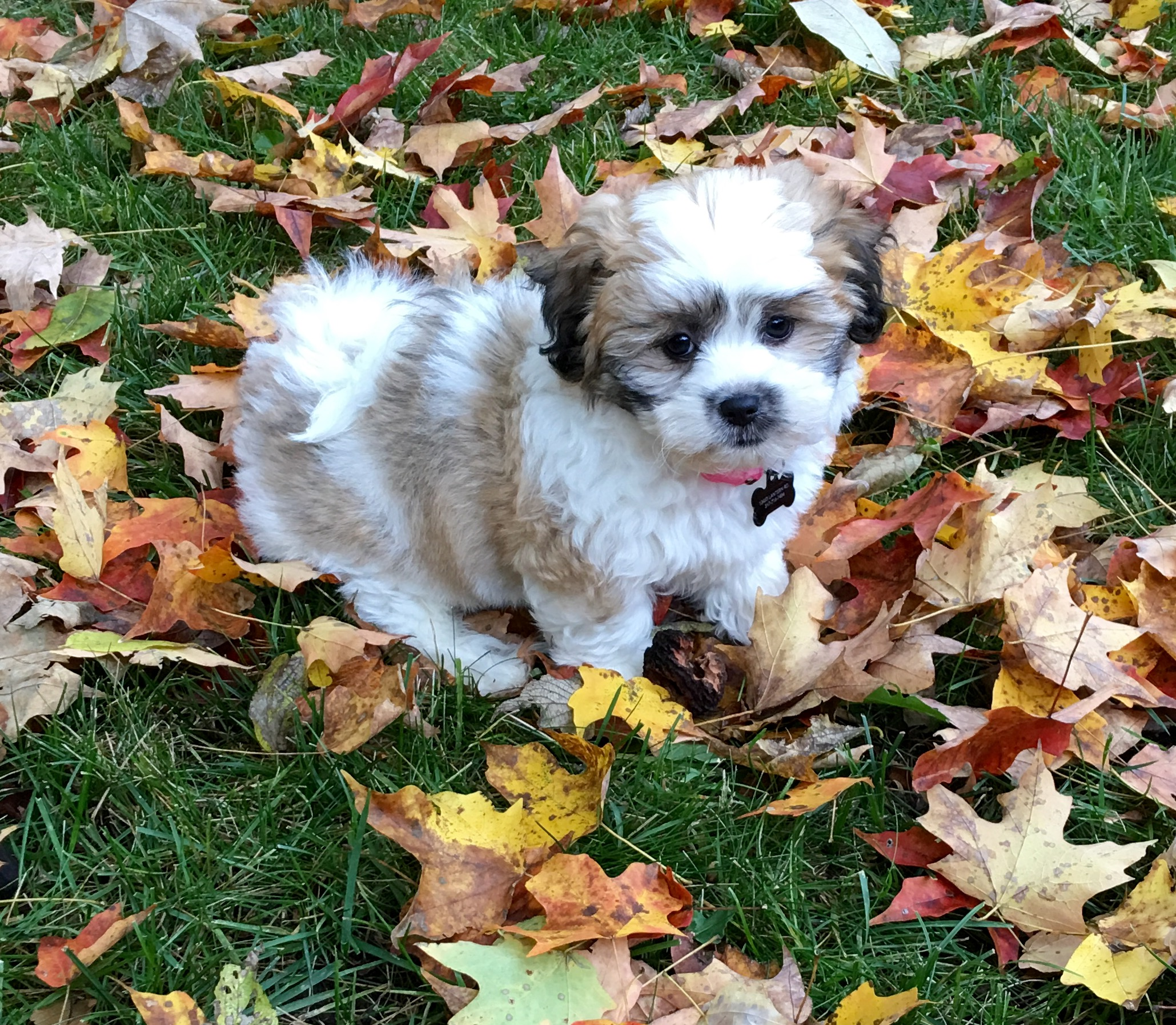 Playful Shi Chon Designer Puppy