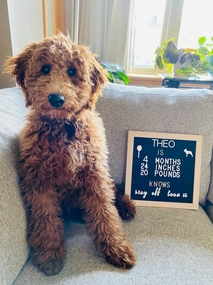 Happy Mini Goldendoodle Pup