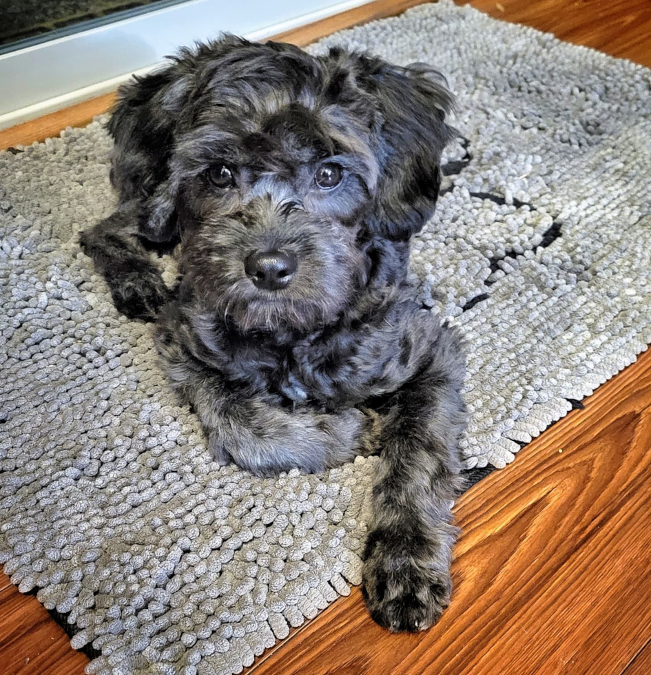 Energetic Cavoodle Poodle Mix Pup