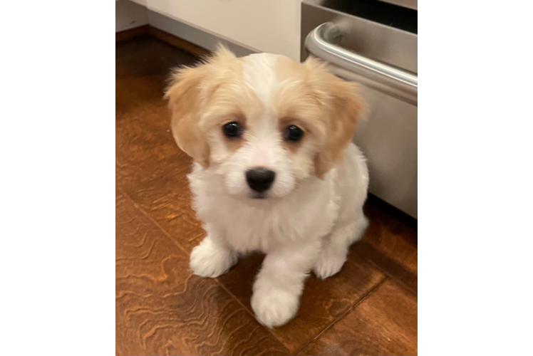 Happy Cavachon Baby