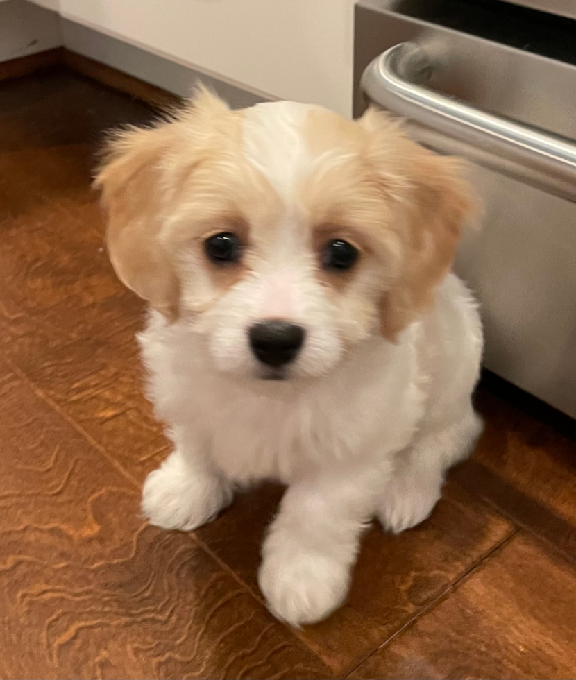 Jacksonville Beach Cavachon Pup