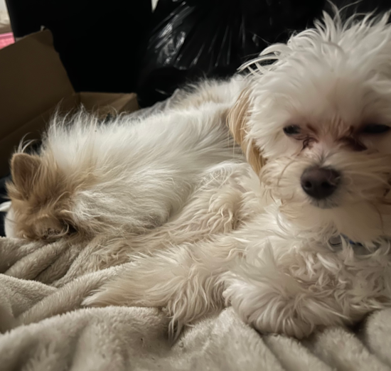 Maltipoo