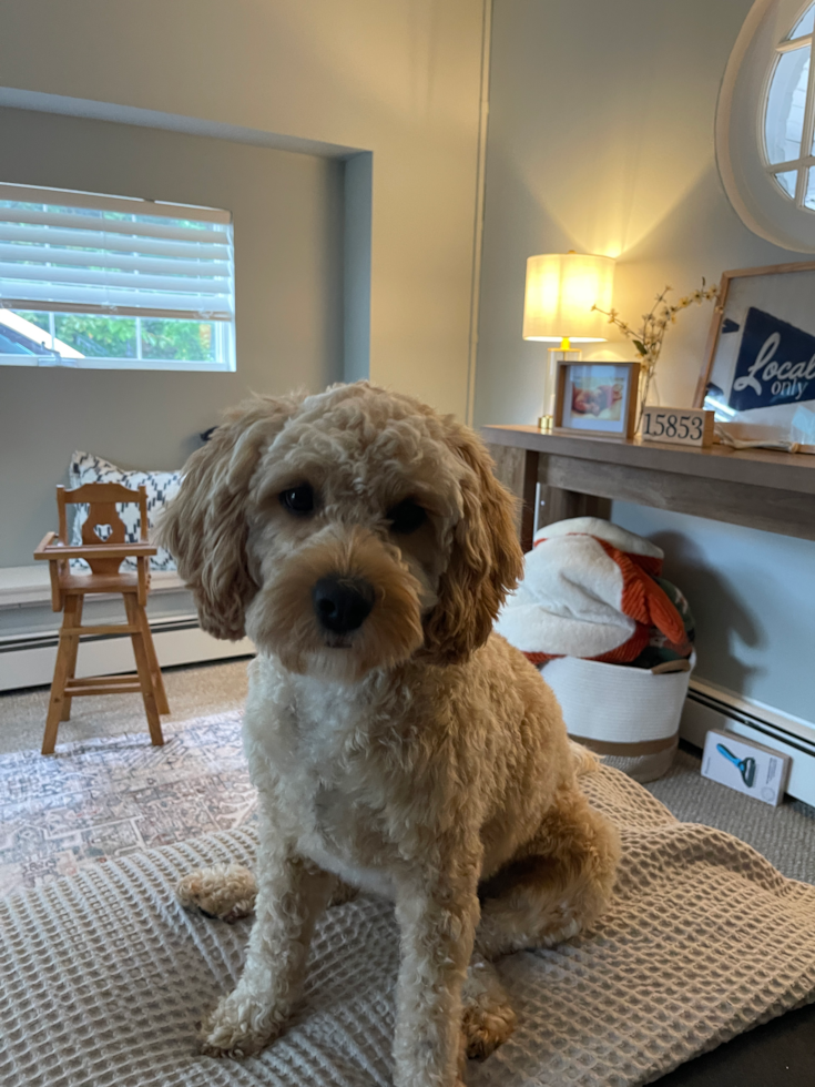Cavapoo Pup