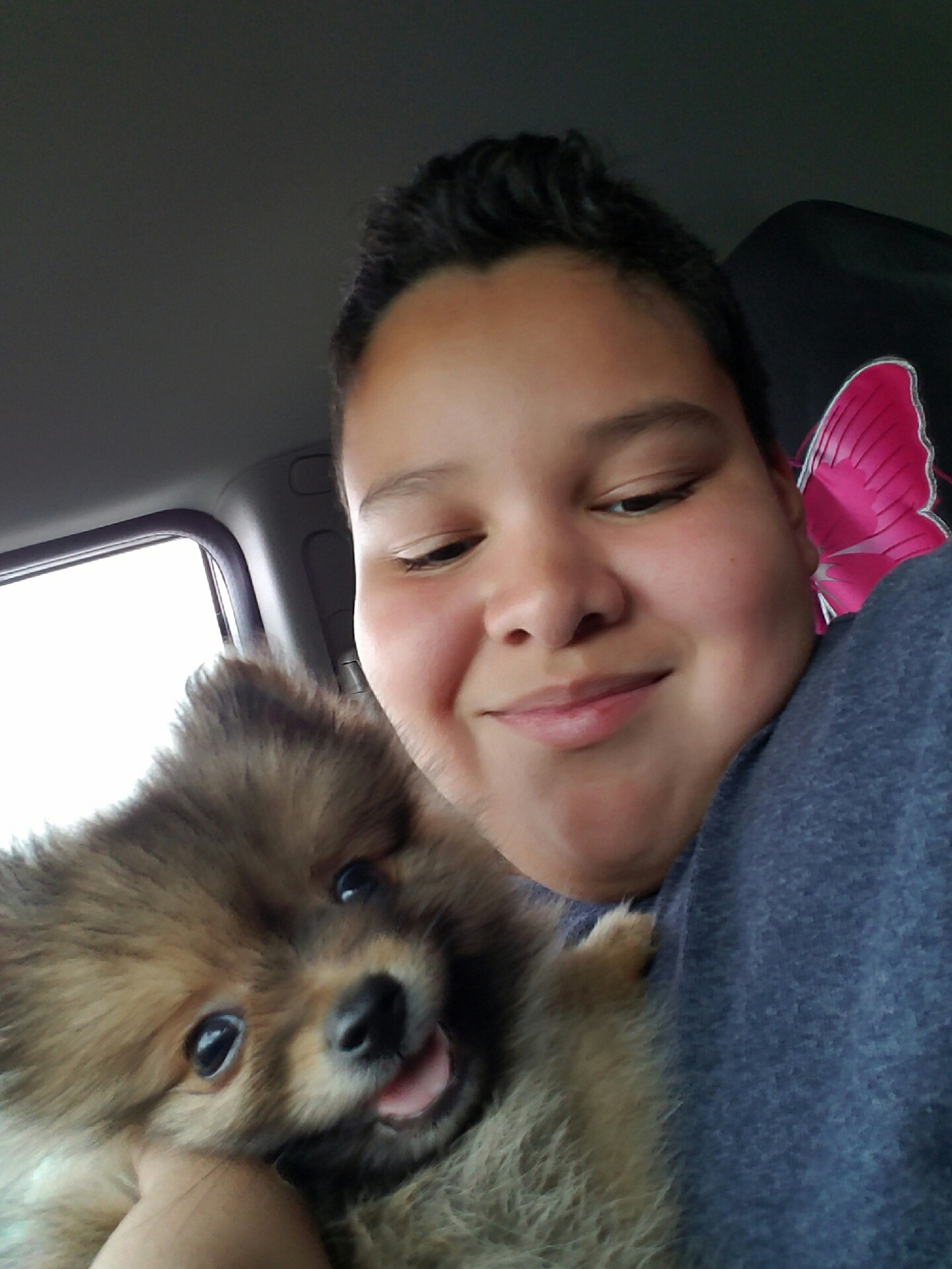 Pomeranian Puppy for Adoption