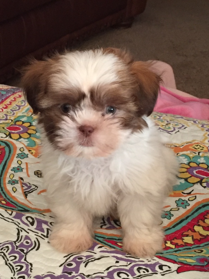 Booneville Teddy Bear Pup