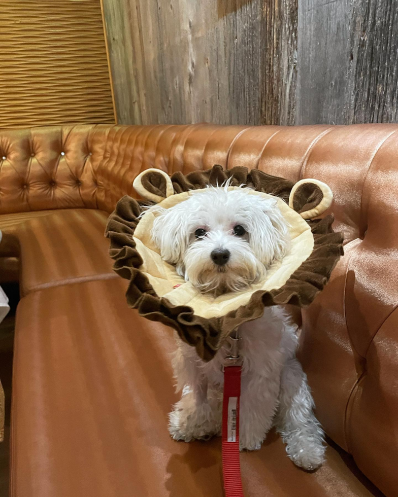 Happy Maltipoo Pup in Irvine CA