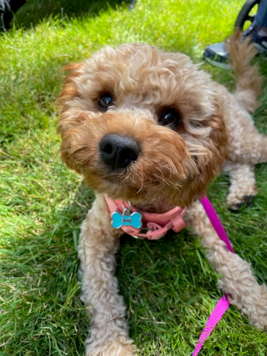 Popular Cavapoo Poodle Mix Pup