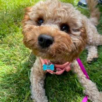 Popular Cavapoo Poodle Mix Pup