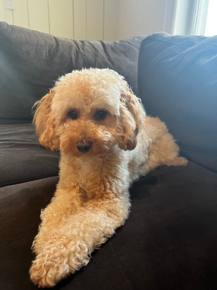 Cavapoo Pup