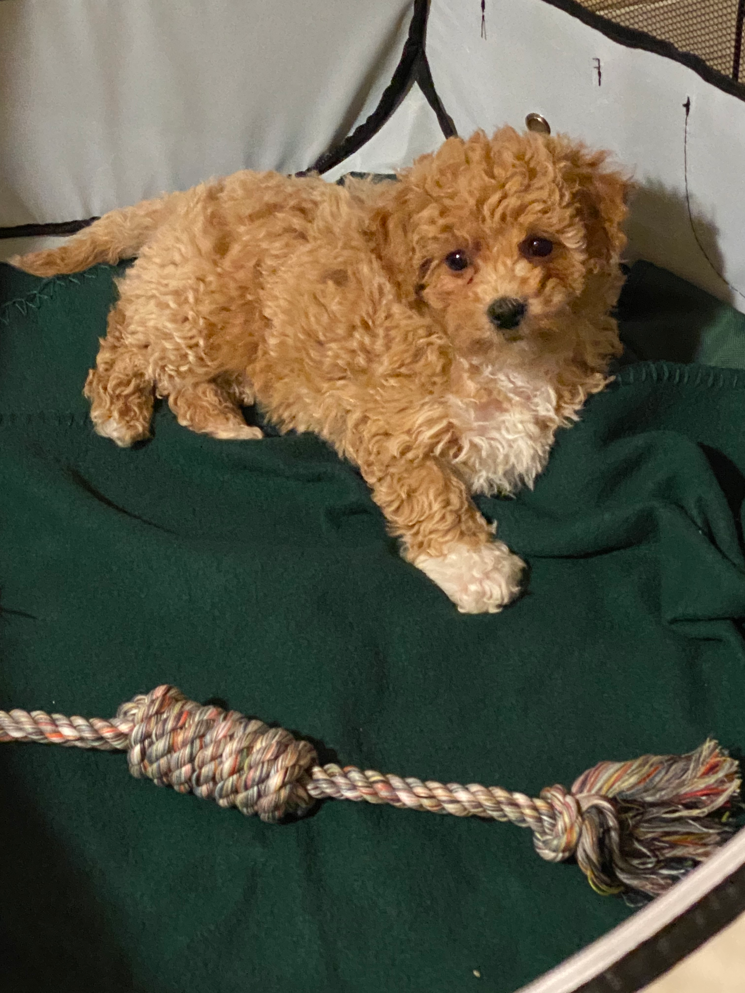 Poochon Puppy for Adoption