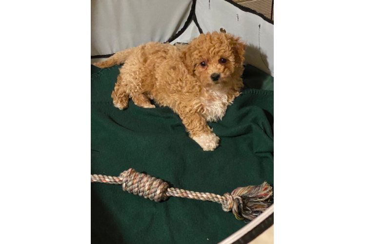 Poochon Puppy for Adoption