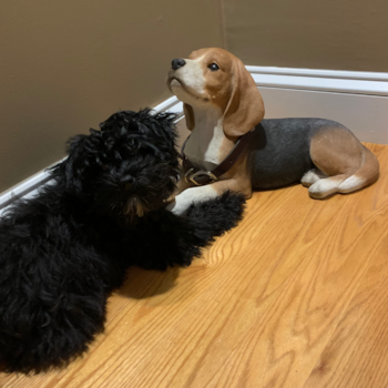 Popular Havapoo Poodle Mix Pup