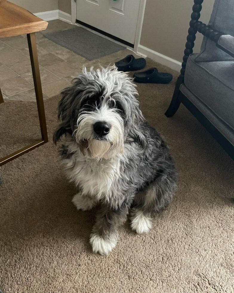 Friendly Mini Bernedoodle Pup