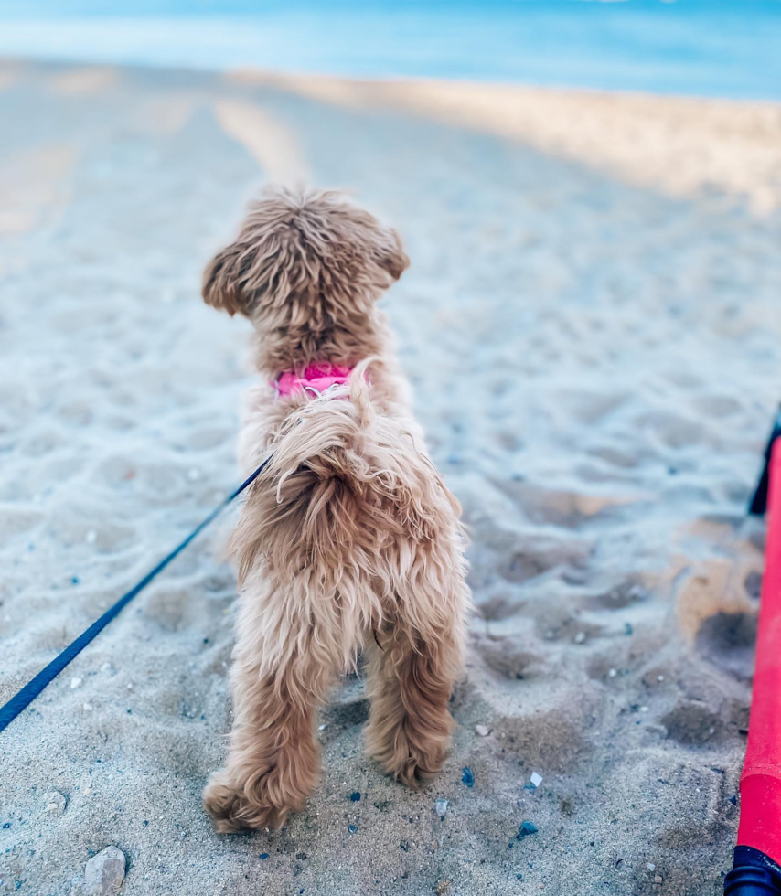 Fluffy Maltipoo Poodle Mix Pup