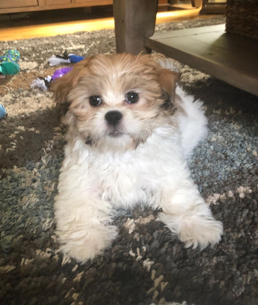 Cheshire Teddy Bear Pup