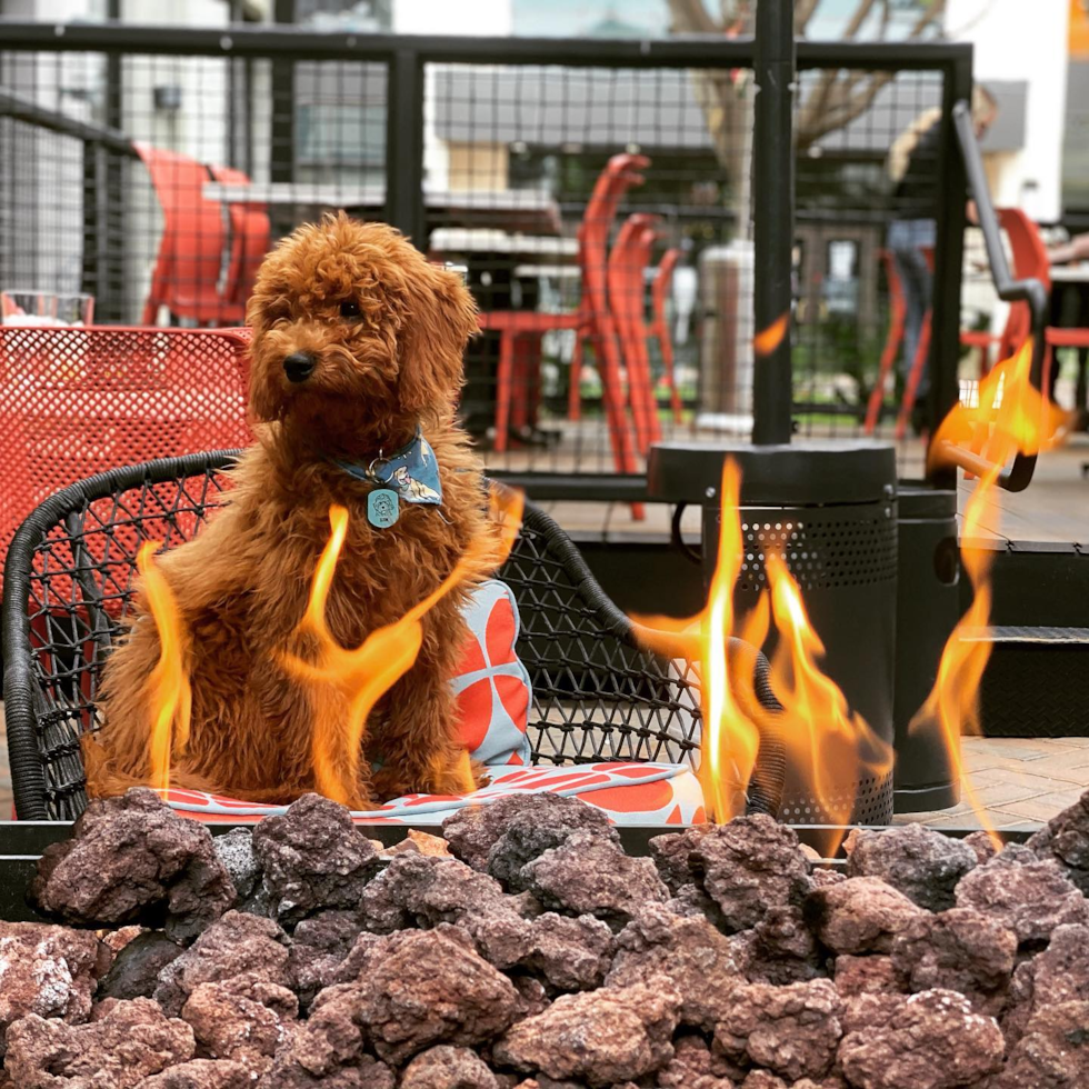 Phoenix Mini Goldendoodle Pup