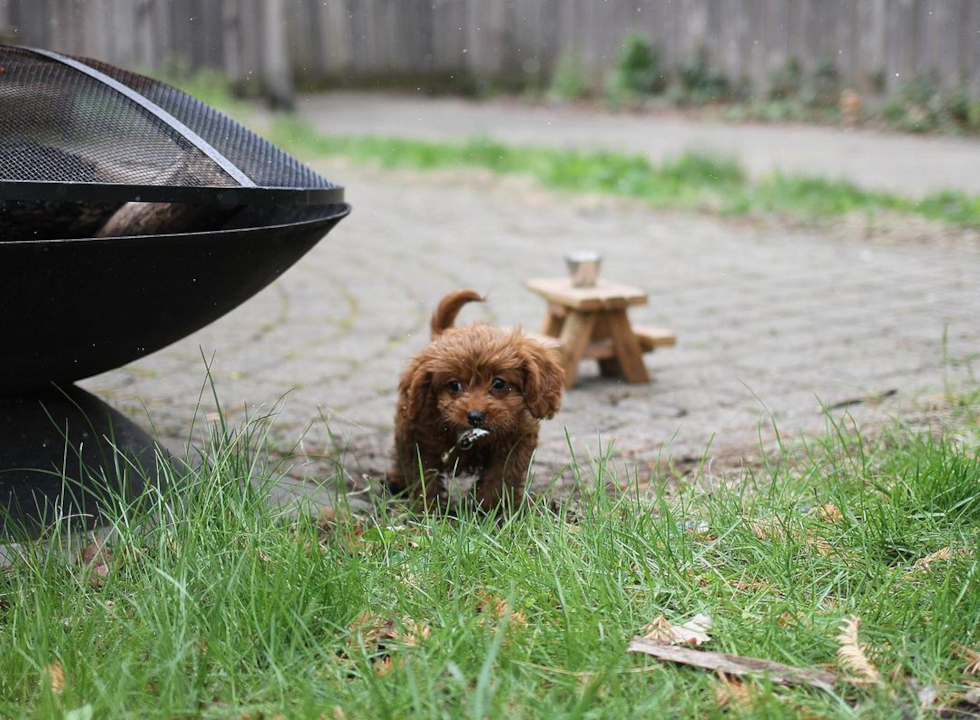 Small Cavapoo Pup in Pleasant Ridge MI