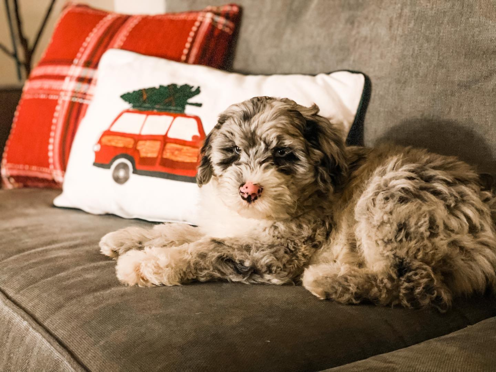 Playful Sheep Dog Poodle Mix Pup