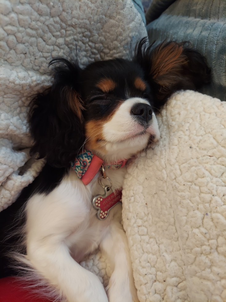 Happy Cavalier King Charles Spaniel Pup in Marietta GA