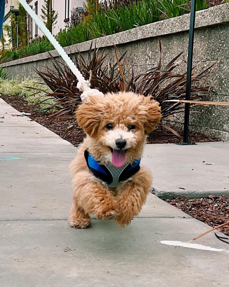 Happy Poochon Pup