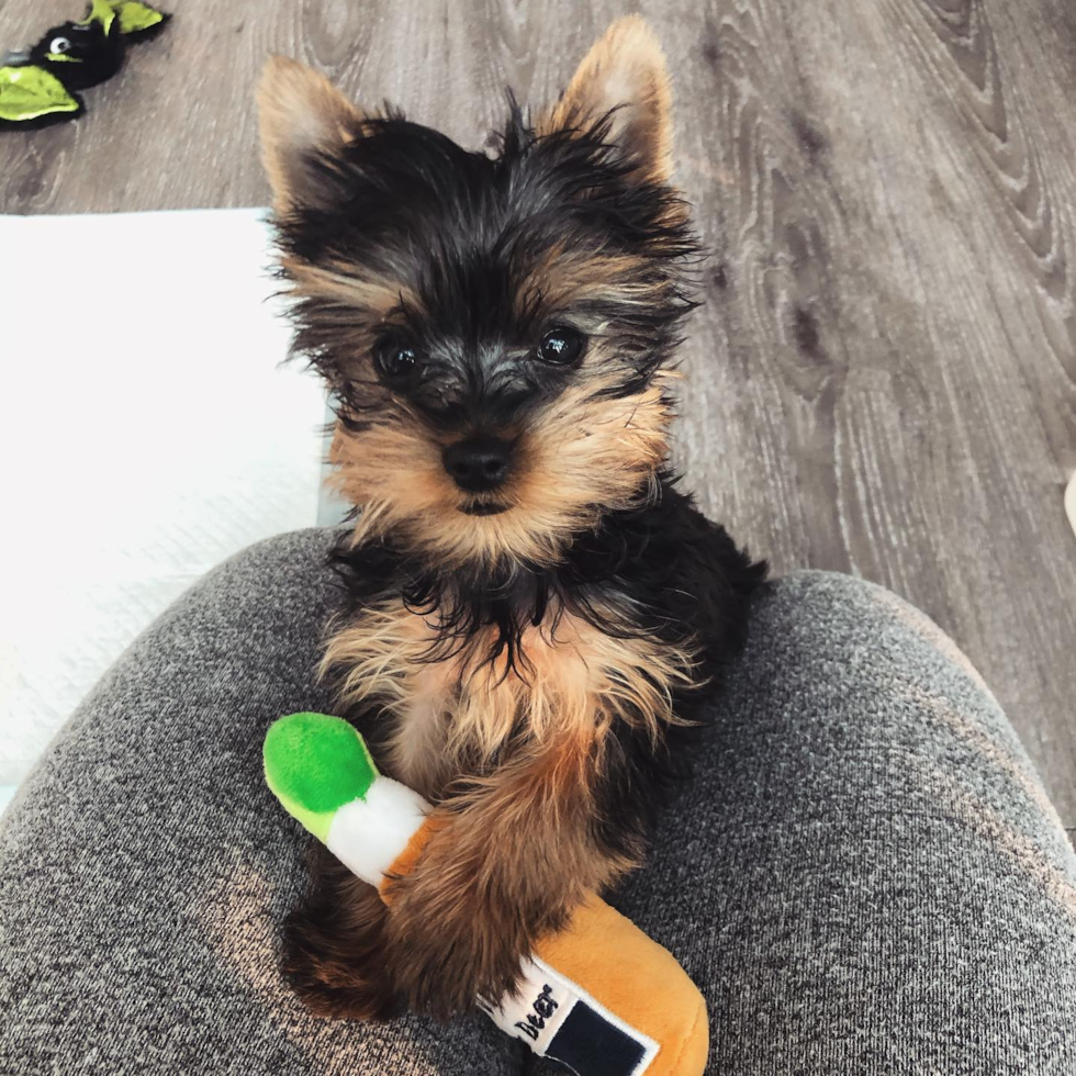 Pittsburgh Yorkshire Terrier Pup