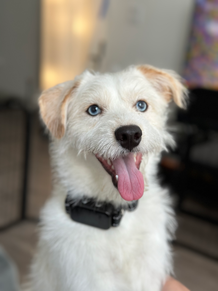 Little Mini Pomskydoodle Poodle Mix Pup