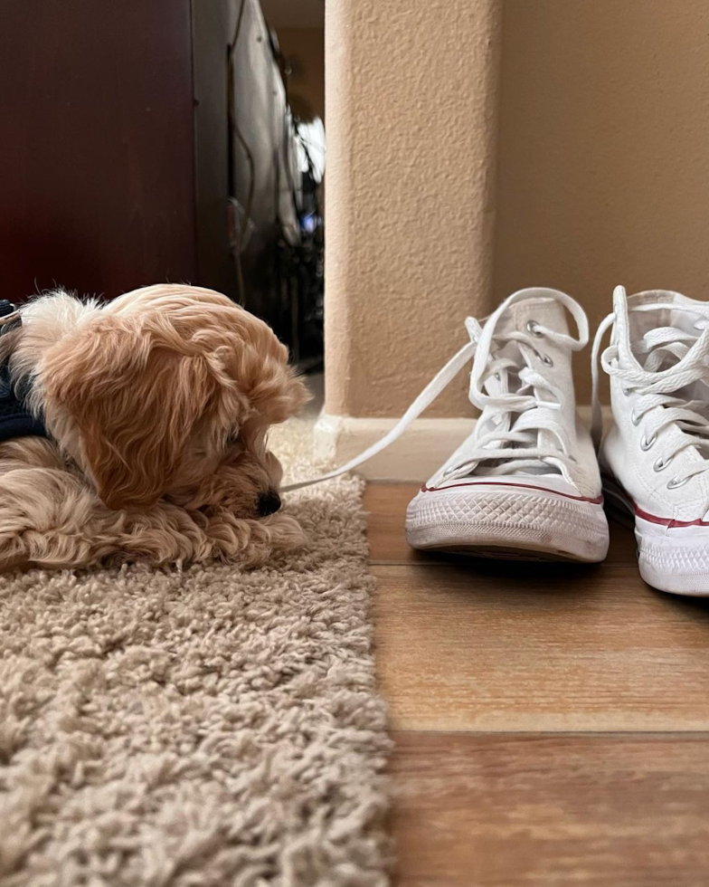 Sweet Maltipoo Pup in Irvine CA