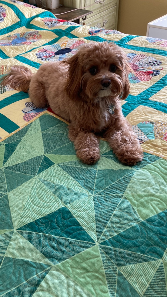 Playful Cavoodle Poodle Mix Pup