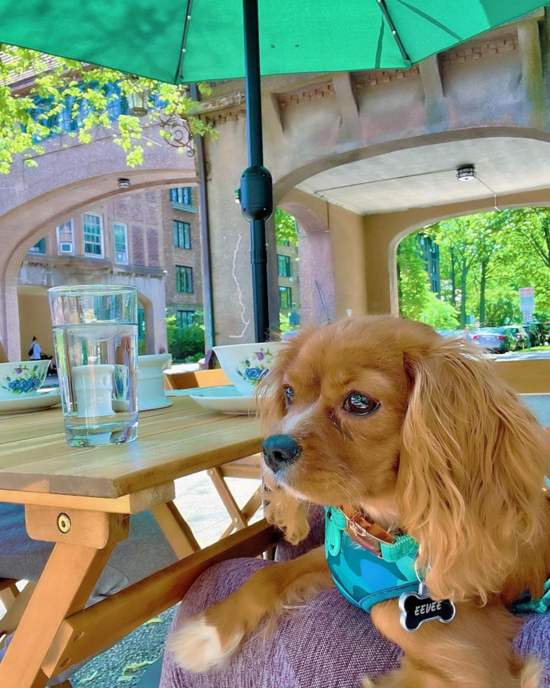 Little Cavalier King Charles Spaniel Purebred Pup