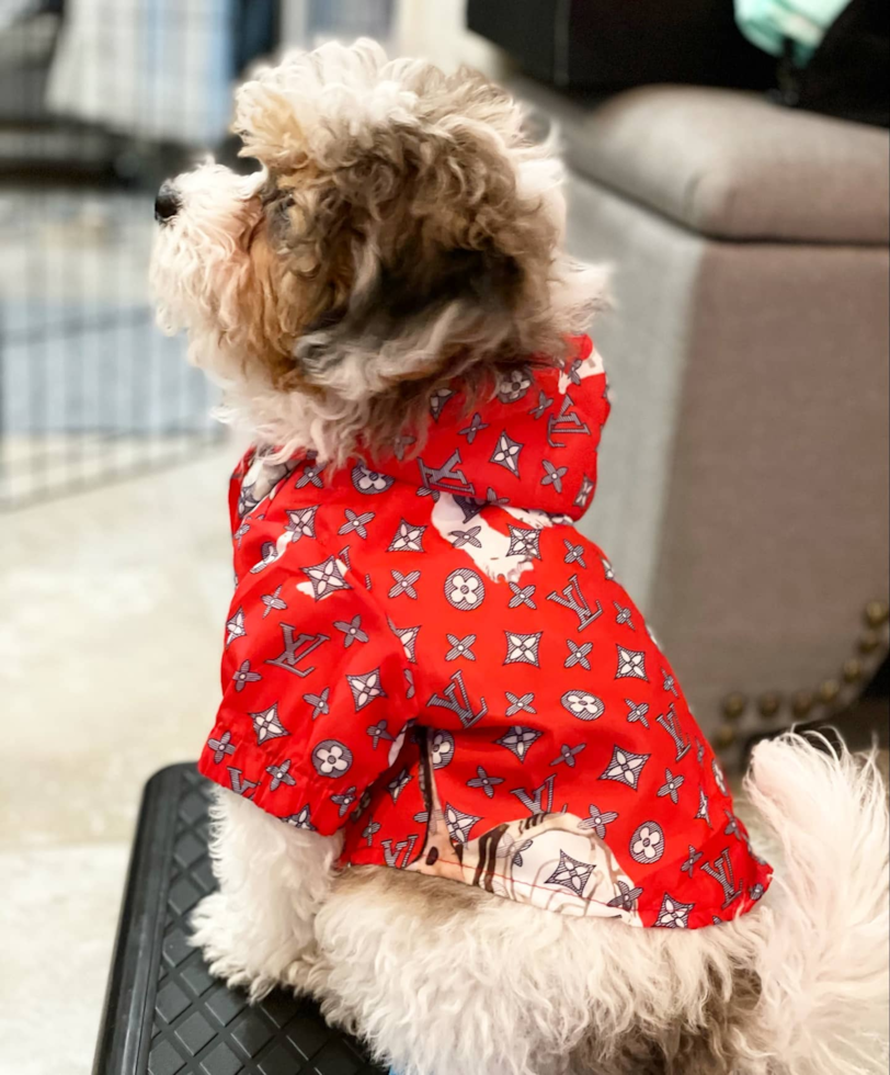 Shih Poo Being Cute