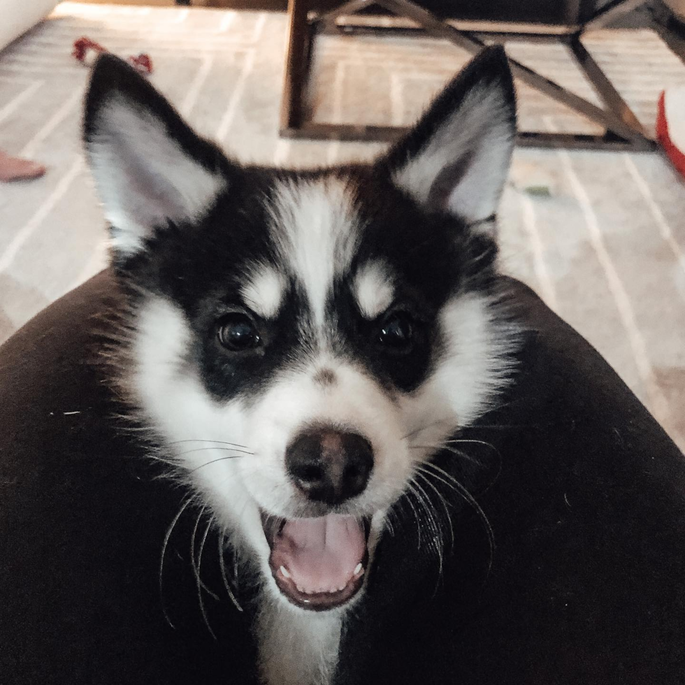 Cute Pomsky Pup